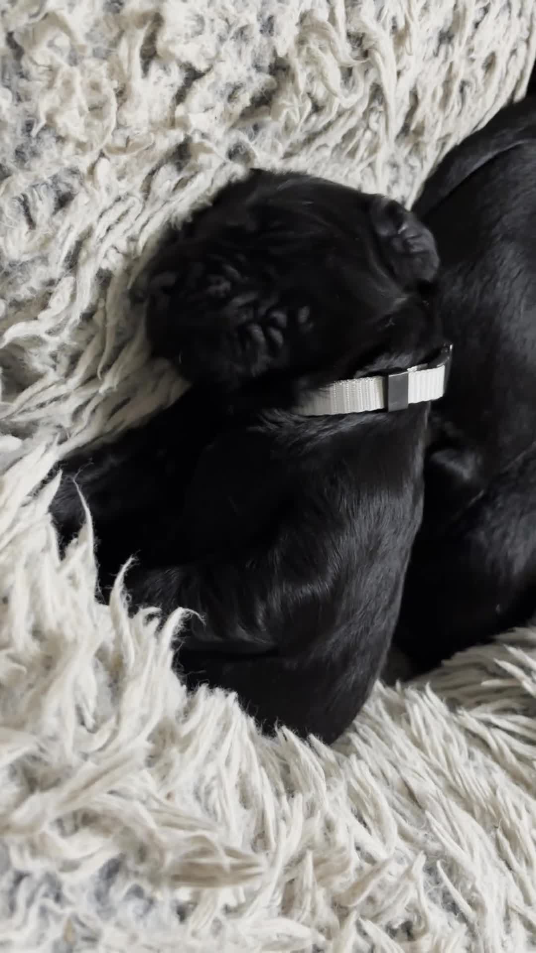 Flat coated Retriever dogs for sale: Flat coat retriever puppies for sale - Video 1