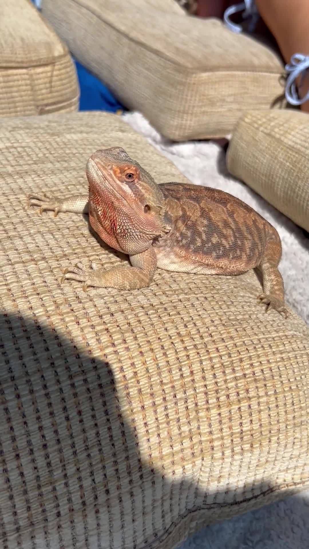 Bearded Dragon reptiles for sale: Orange hypo blue bar female dragon with set up - Video 2