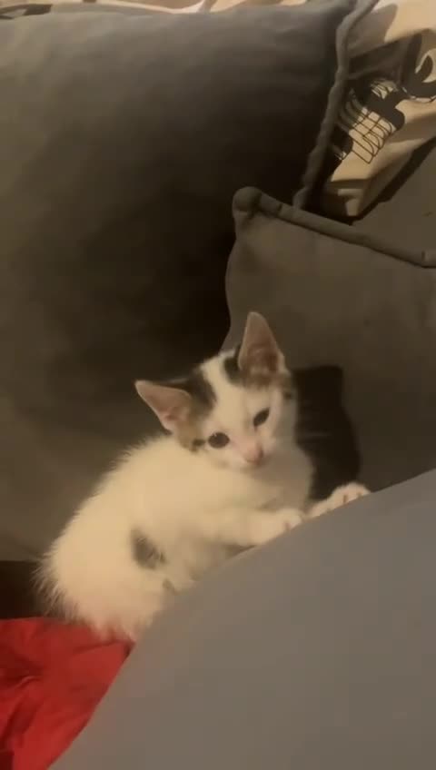 Tibetan cats for sale: Beautiful male kittens on sale - Video 1