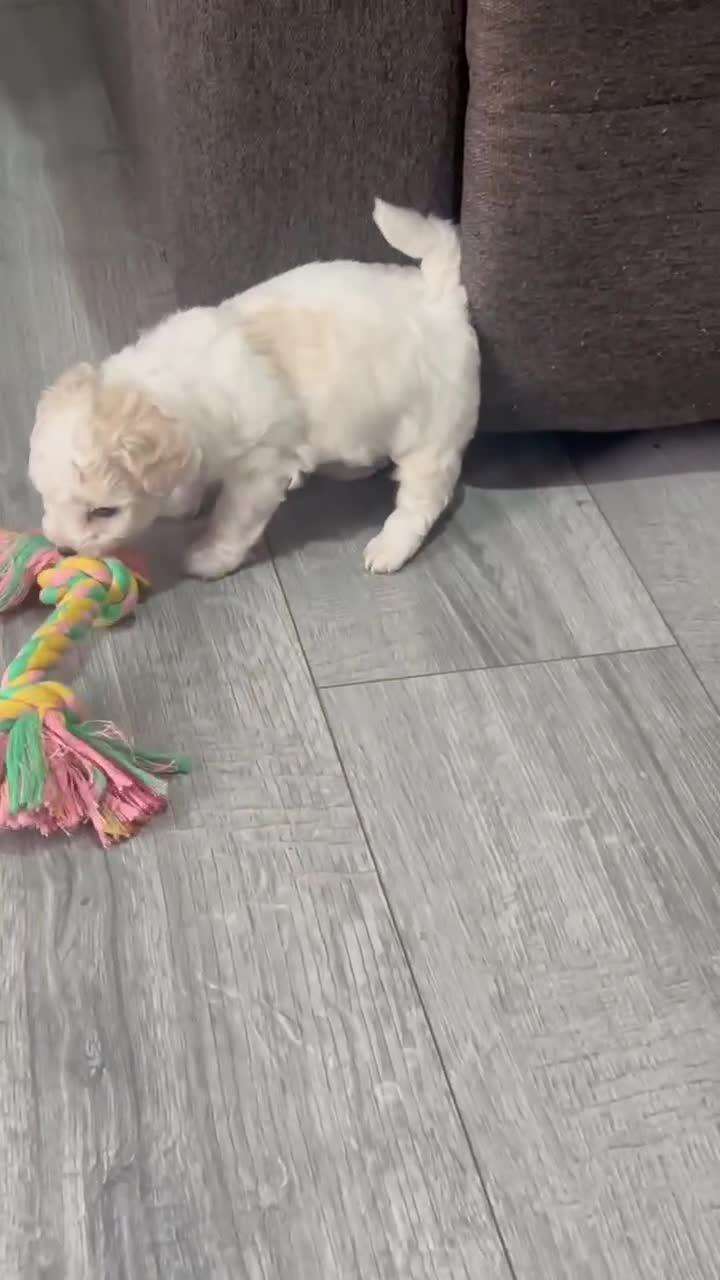 Bichon Frise dogs for sale: Bichon frise - Video 1