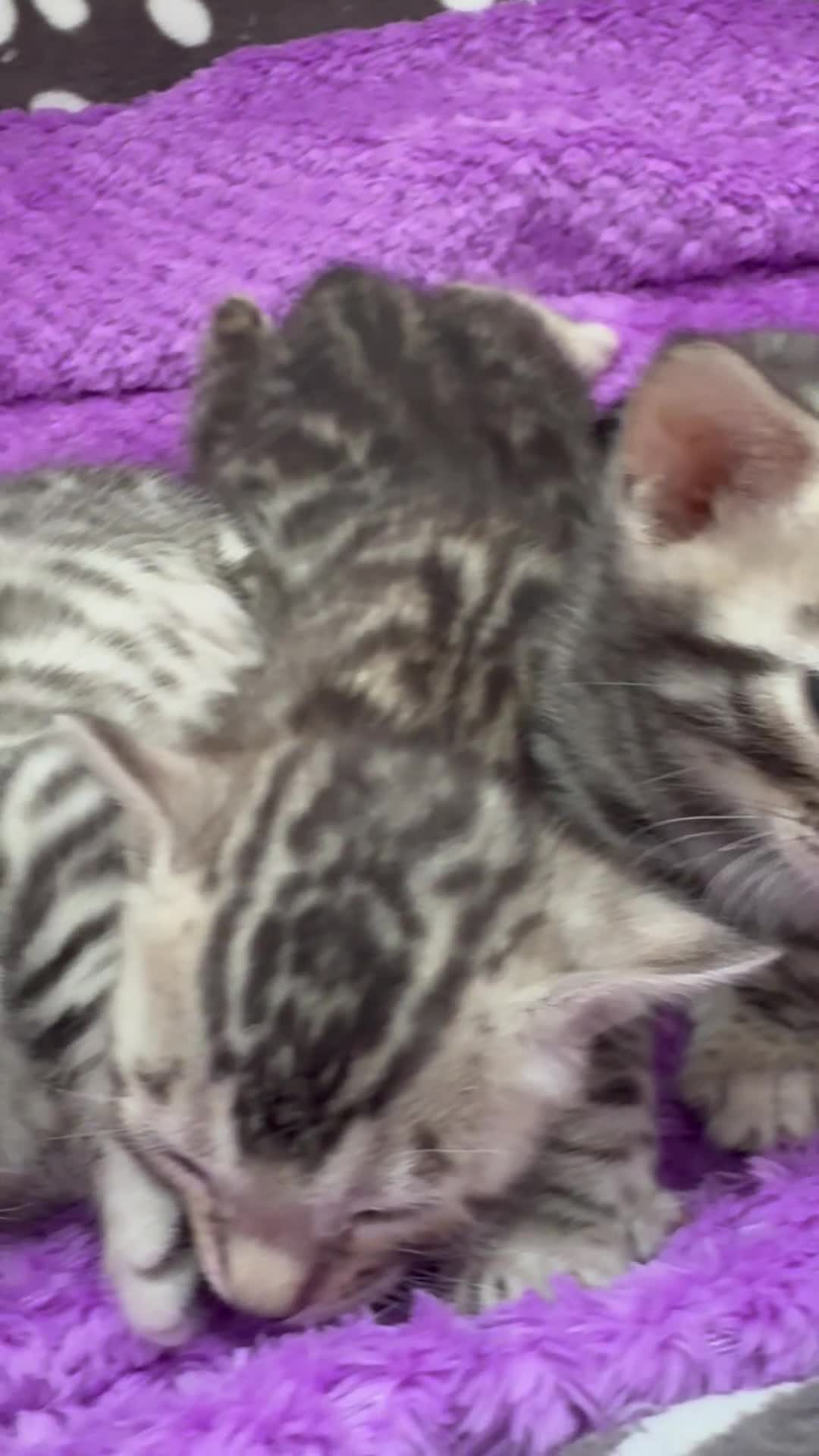 Bengal cats for sale: Stunning Silver Bengal Kittens 😻 - Video 2
