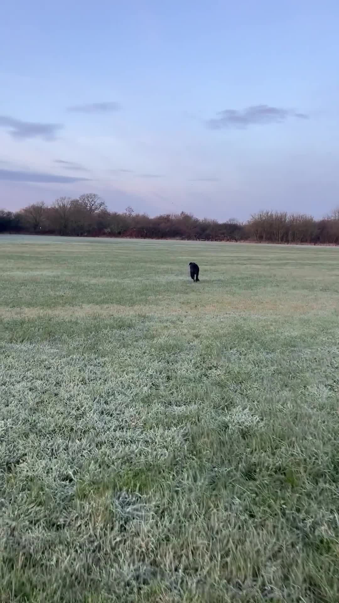 Mixed Breed dogs for sale: BIG 6 month Sheprador Pup “Bear” - Video 1