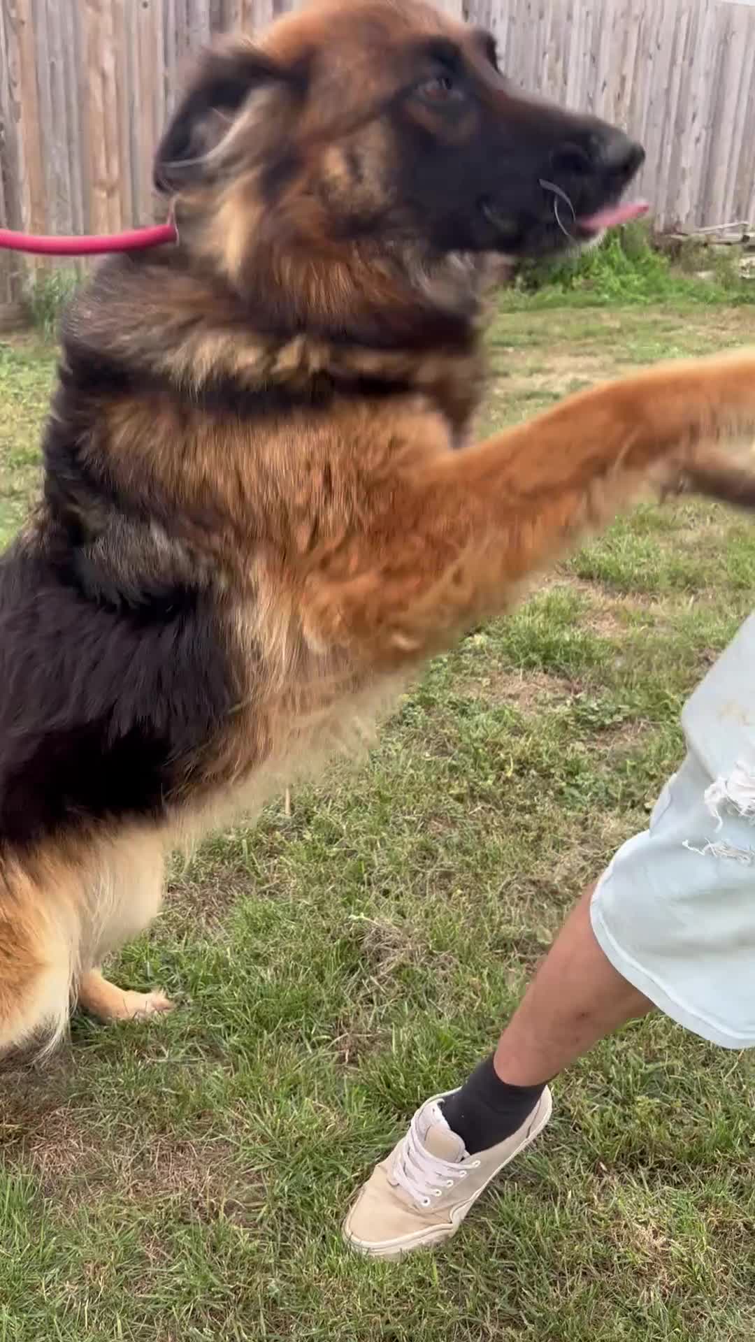 German Shepherd dogs for sale: German Shepherd KC Female  - Video 2