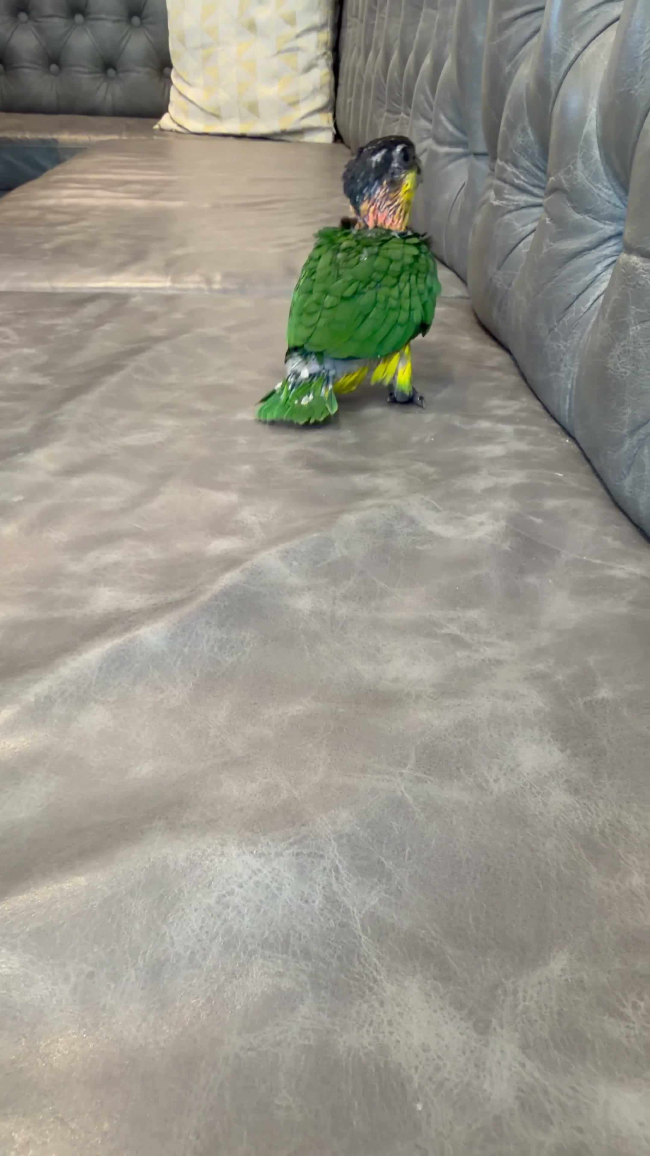 Parrots birds for sale: Silly Tame Pallid Black Headed Caique READY NOW - Video 3