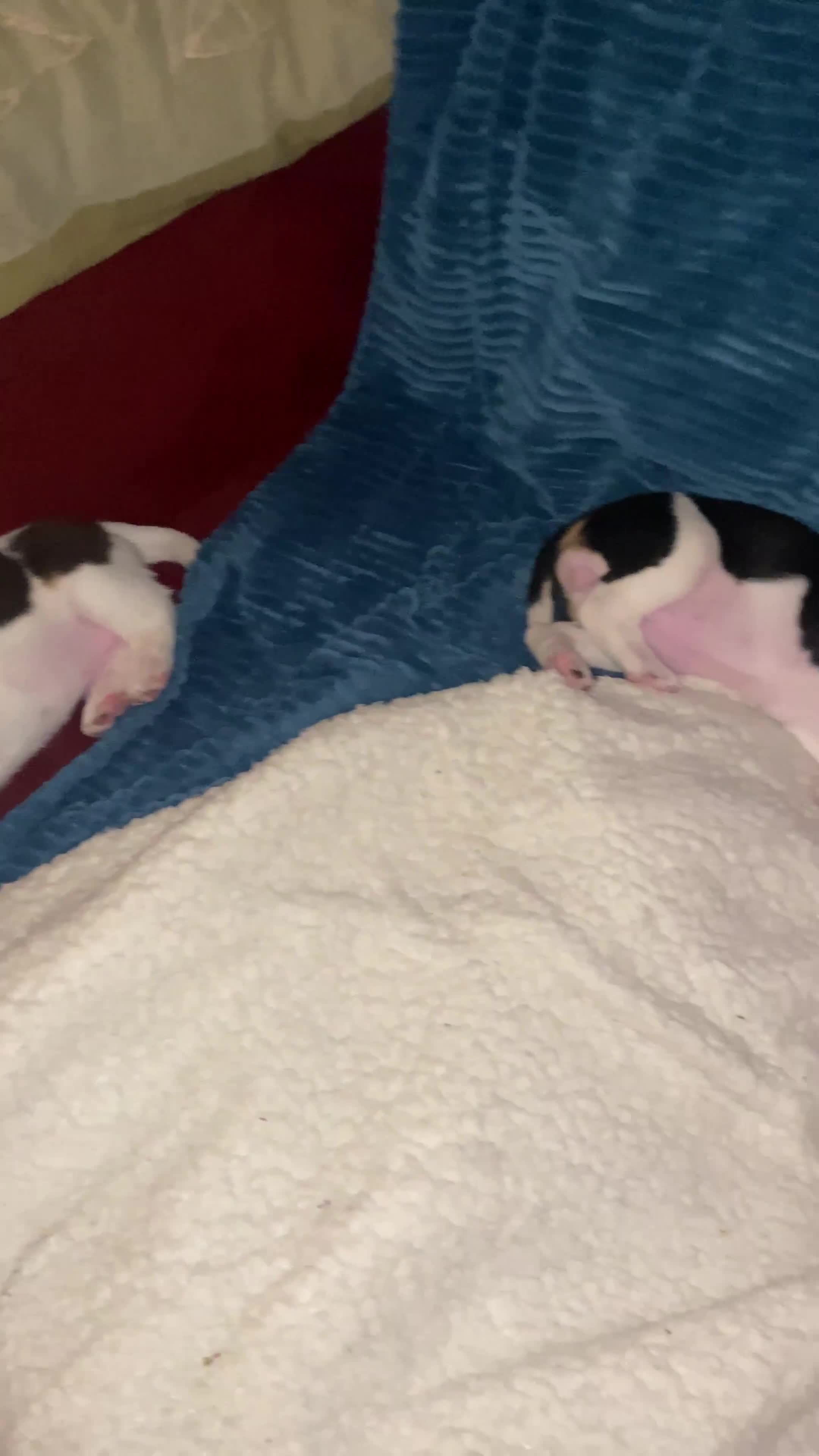 Beagle dogs for sale: 5 Beautiful tri beagle pups  - Video 1