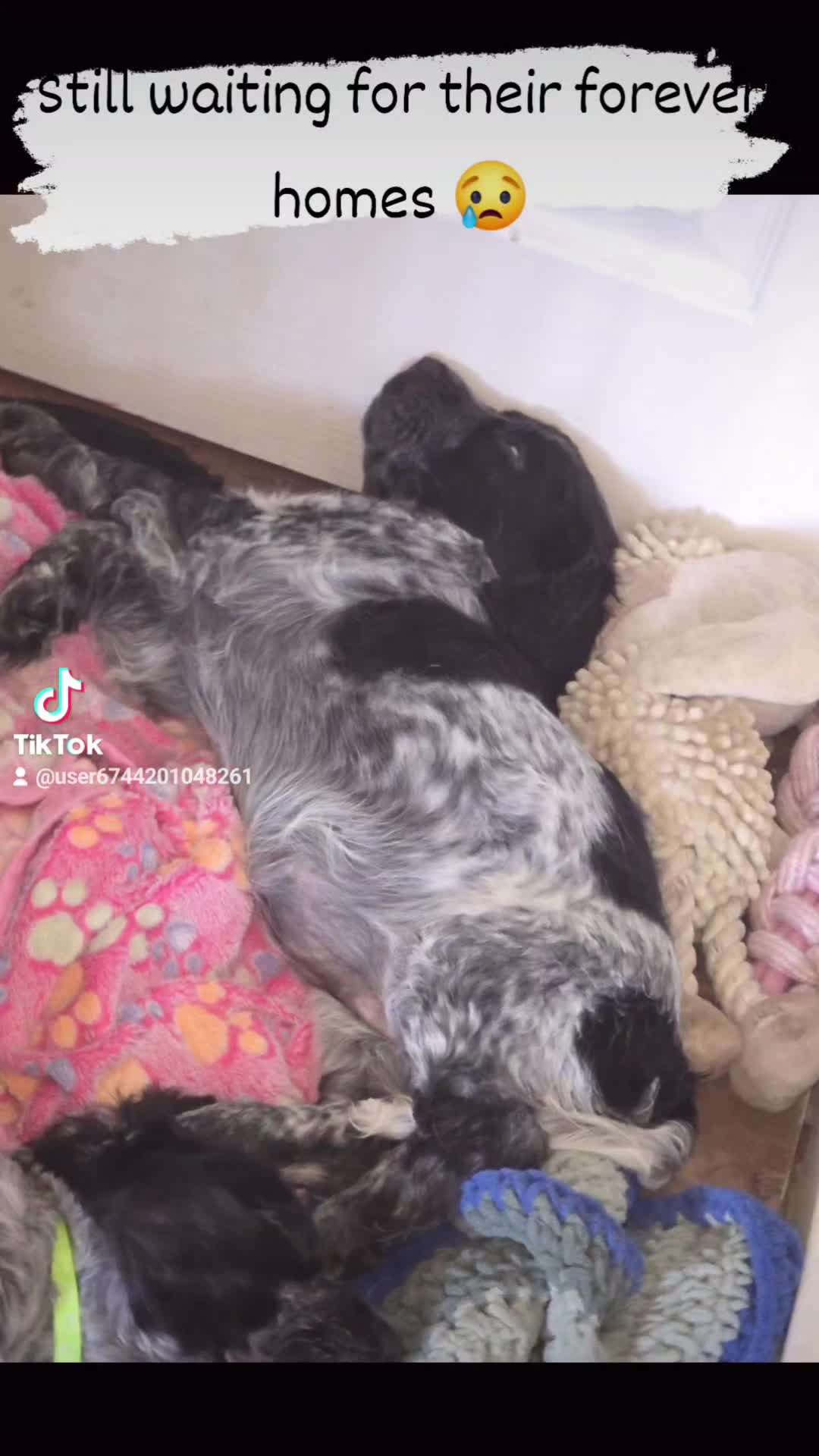 Cocker Spaniel dogs for sale: Cocker spaniel pups ready to leave now  3g, 1b - Video 1