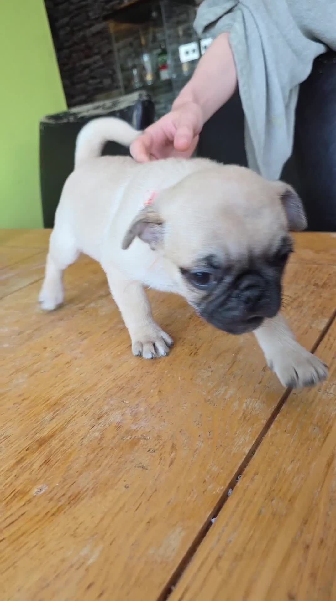 Pug dogs for sale: Update 22/7/25 SILVER AND APRICOT PUPPIES  - Video 4