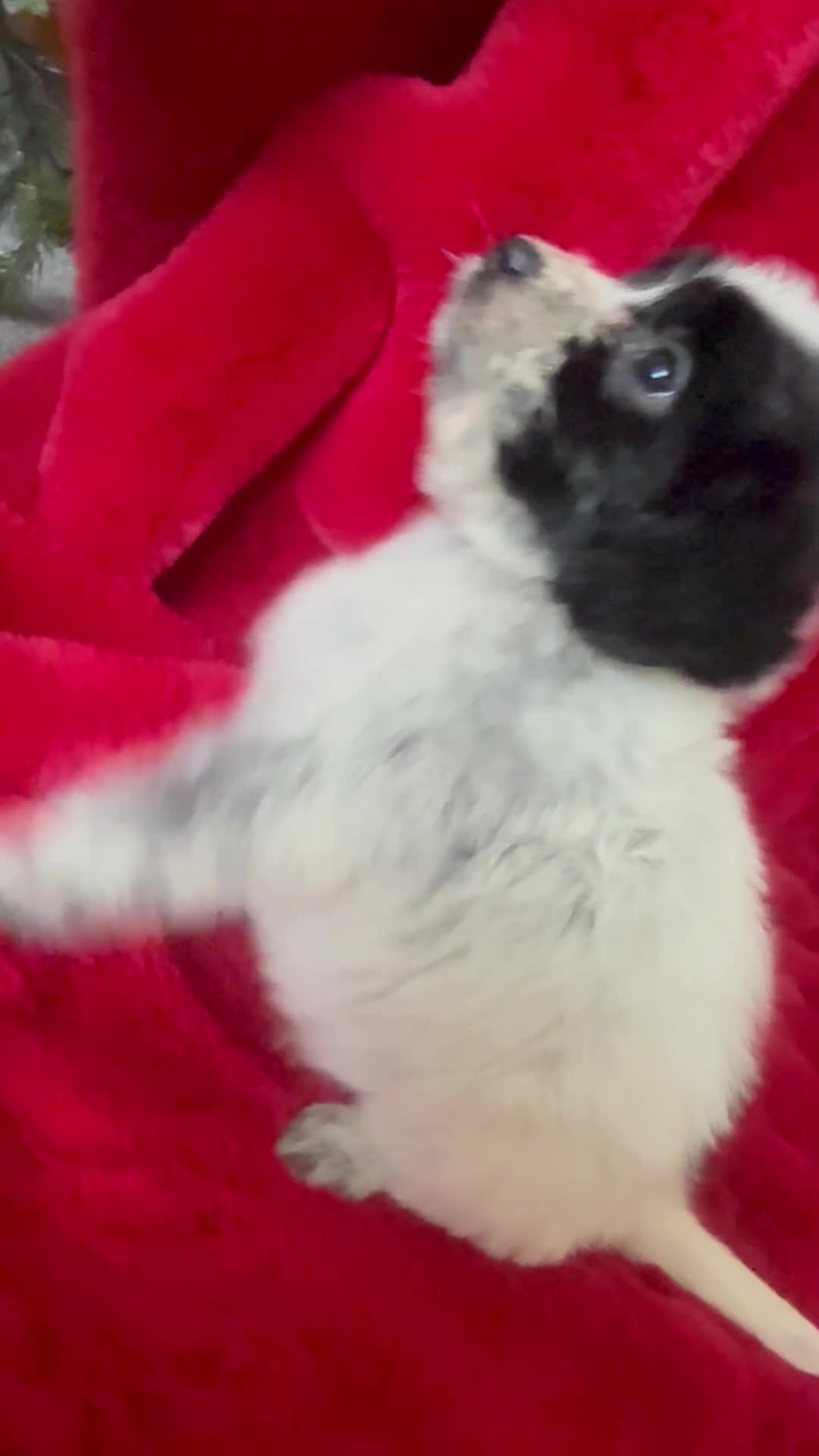 Mixed Breed dogs for sale: Gorgeous Springerjack Puppies  - Video 1
