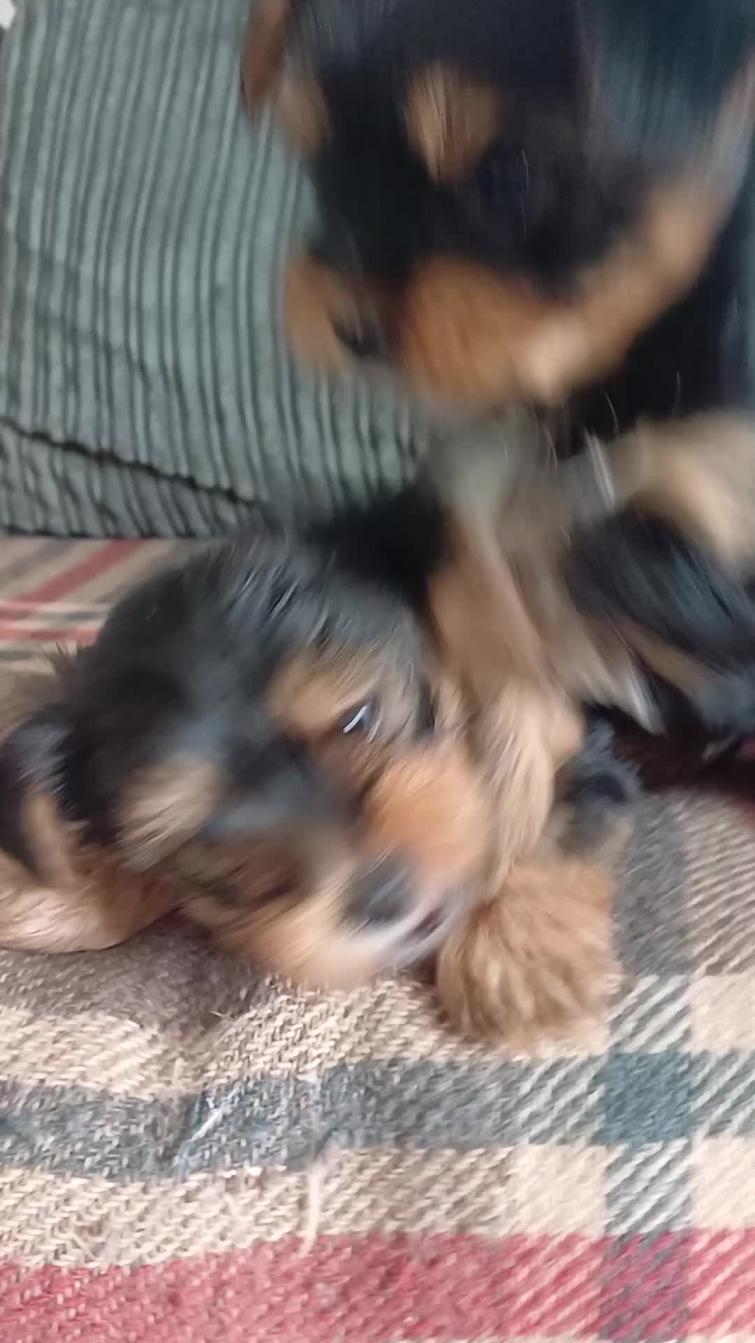 Yorkshire Terrier dogs for sale: Two boys - Video 1