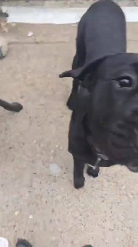 Cane Corso dogs for sale: 8 week old cane corso male puppy - Video 3