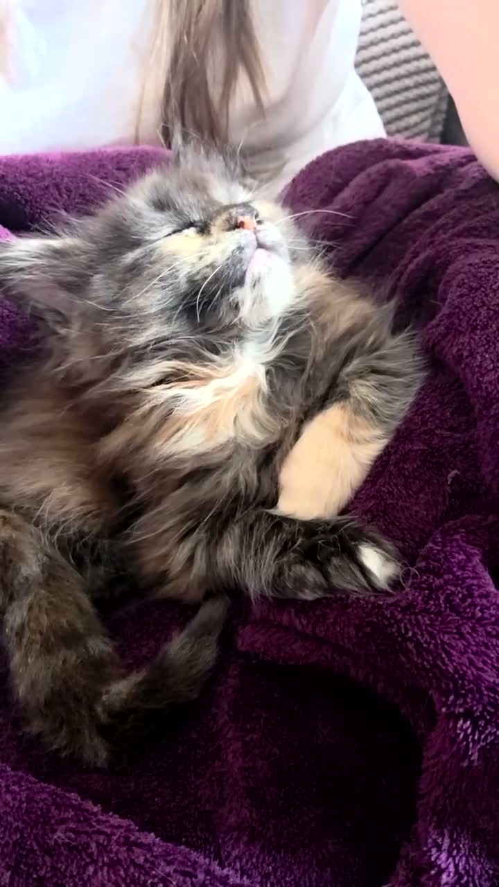 Maine Coon cats for sale: Five Beautiful Maine Coon Kittens - Video 1