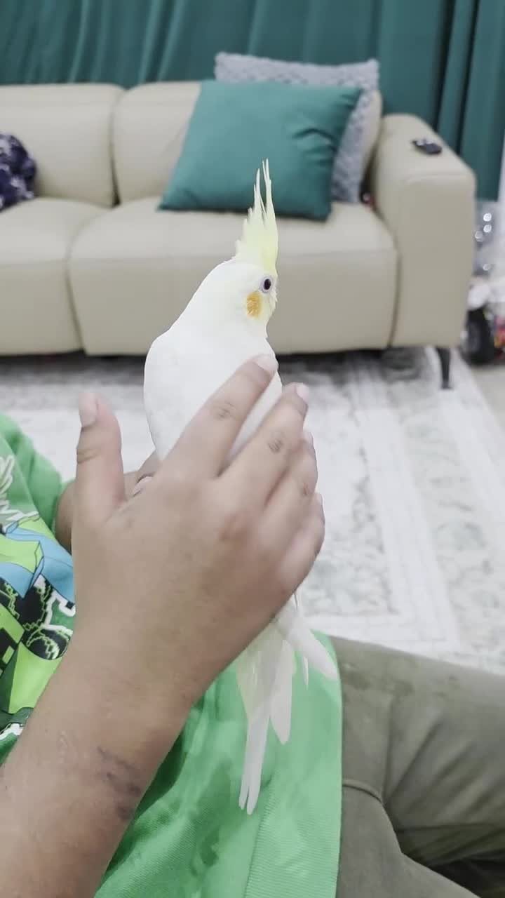 Cockatiels birds for sale: Super Tame Baby Cockatiel in Harrow - Video 2