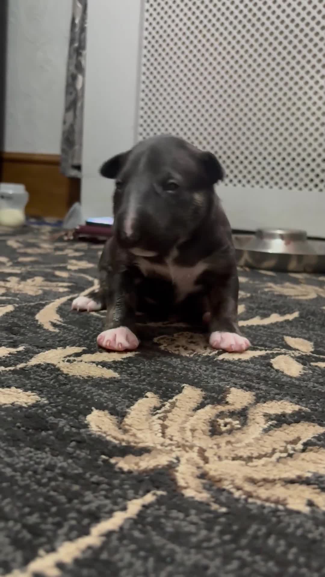 Bull Terrier dogs for sale: Beautiful puppy looking for forever home  - Video 1