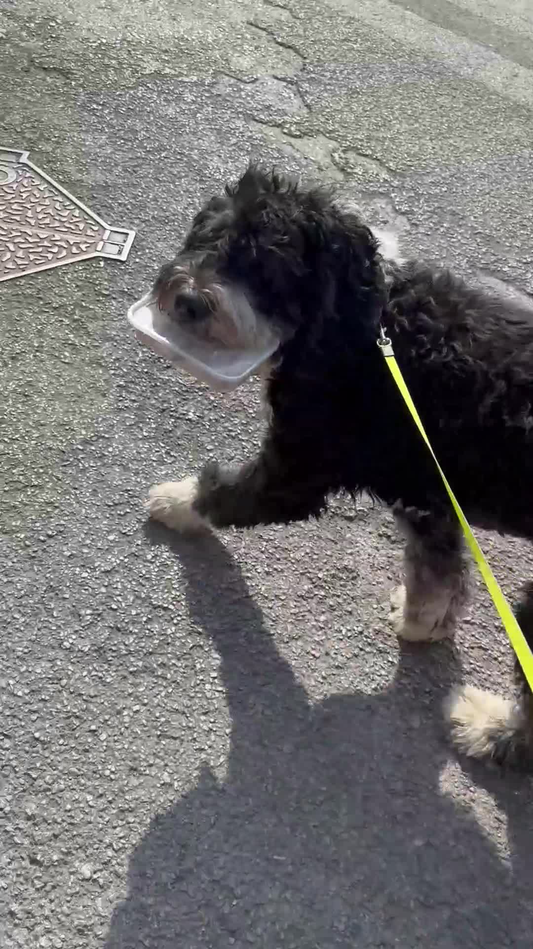 Bernedoodle dogs for sale: 2 yr old Bernedoodle- Male  - Video 5
