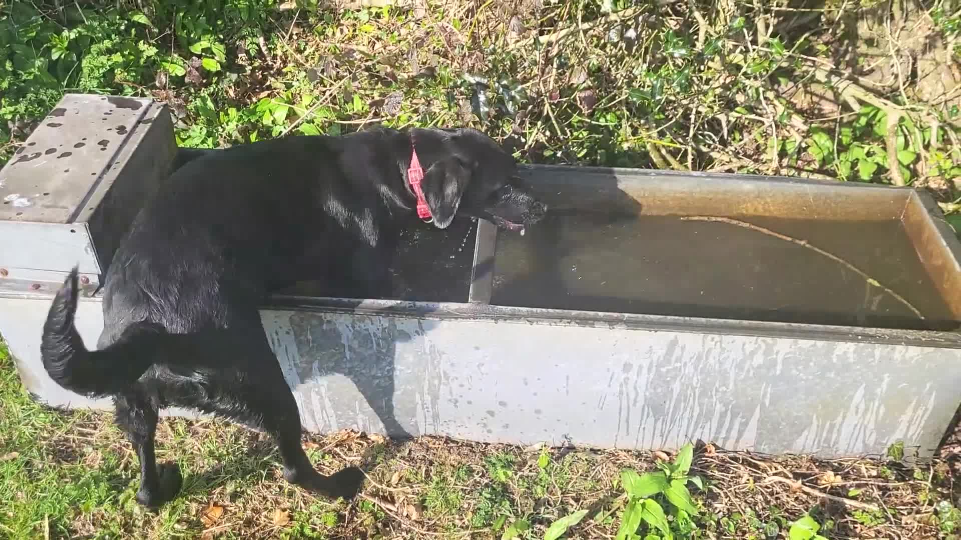 Labrador Retriever dogs for sale: KC LABRADORS - Video 1