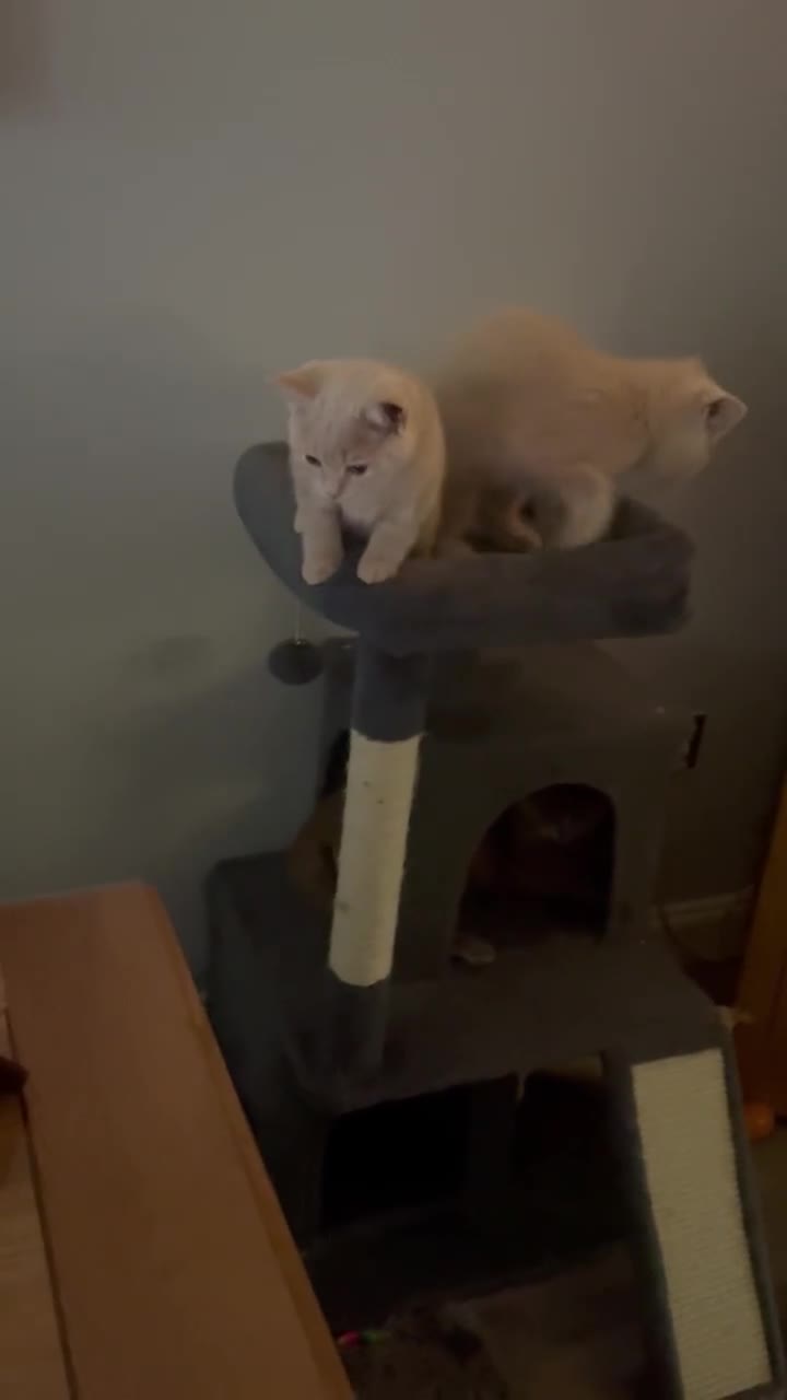 British Shorthair cats for sale: Stunning GCCF cream boy, 1  Blue, 1 tortie  - Video 2