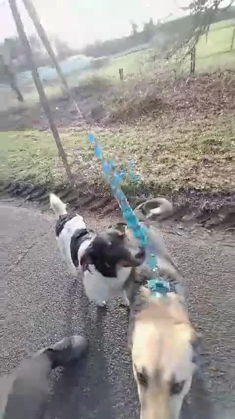 Mixed Breed dogs for adoption: CHLOE - a Lovely mix breed Girl, for a Loving Home - Video 3