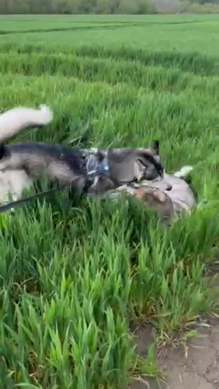 Siberian Husky dogs for stud: For stud only (quality proven stud ) in Wakefield - Video 5
