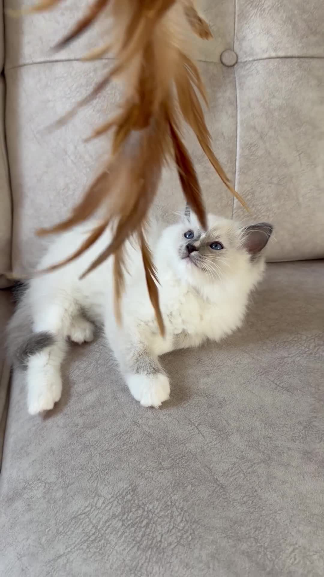 Ragdoll cats for sale: Beautiful Ragdoll Kittens - Video 1