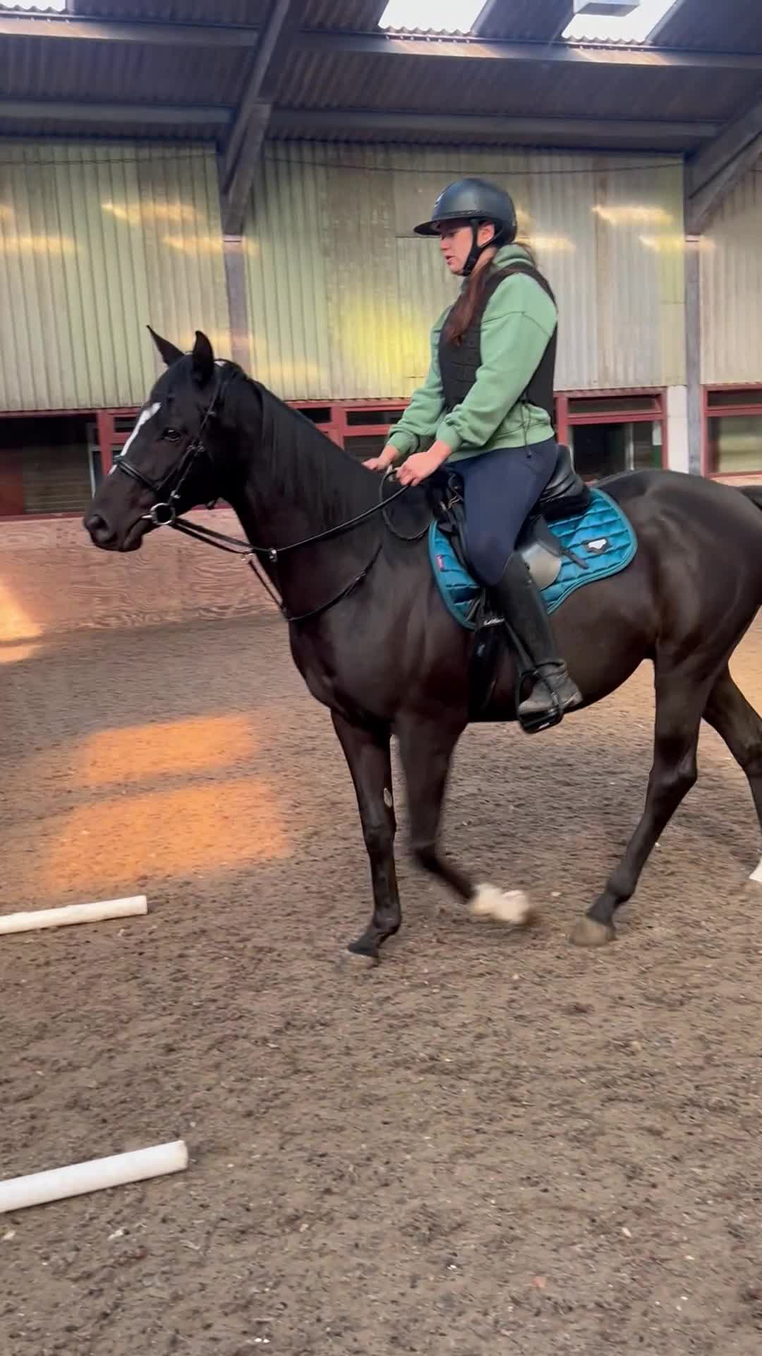 English Thoroughbred horses for sale: lovely home for my boy (no reason of his own!!!) - Video 3