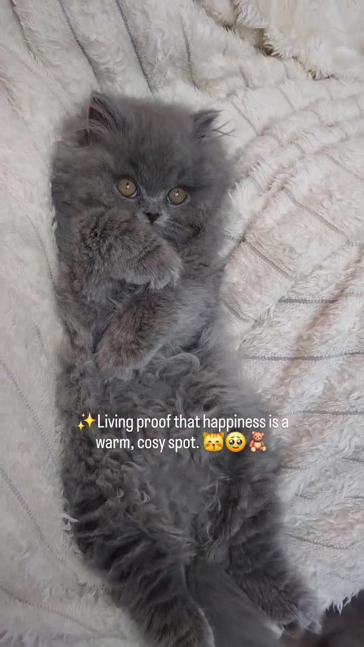 British Longhair cats for sale: ✨️Ready Now | FREE DELIVERY 🚗 - Video 5