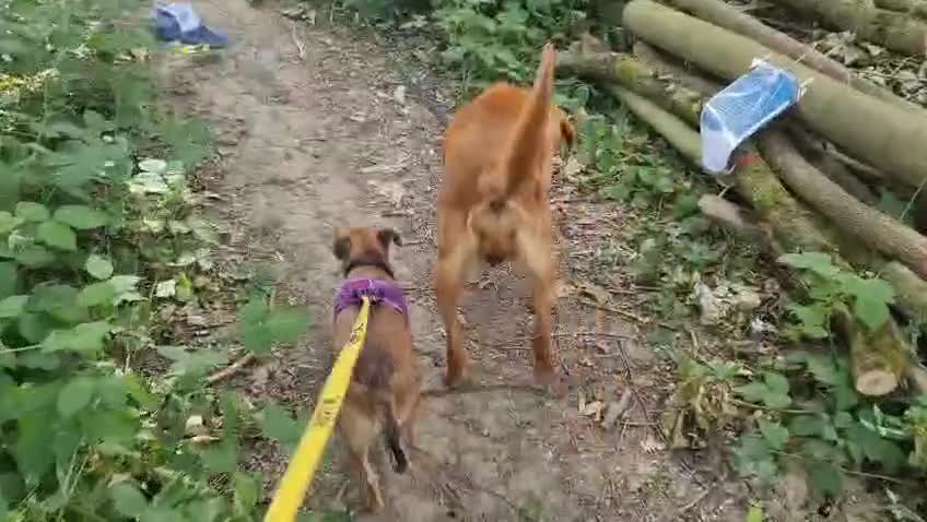 Mixed Breed dogs for sale: Sweet little nutmeg needs her forever home - Video 3