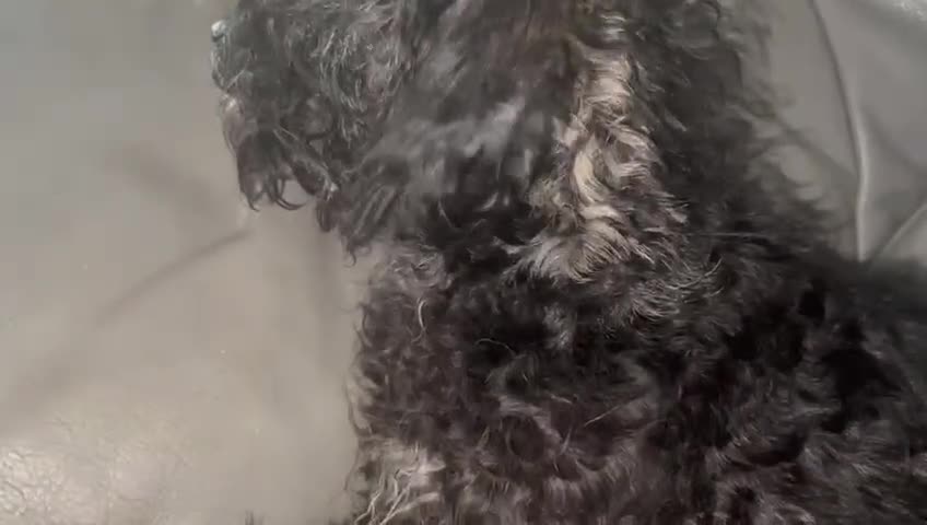 Mixed Breed dogs for sale: Male 8 month miniature Schnoodle - Video 1