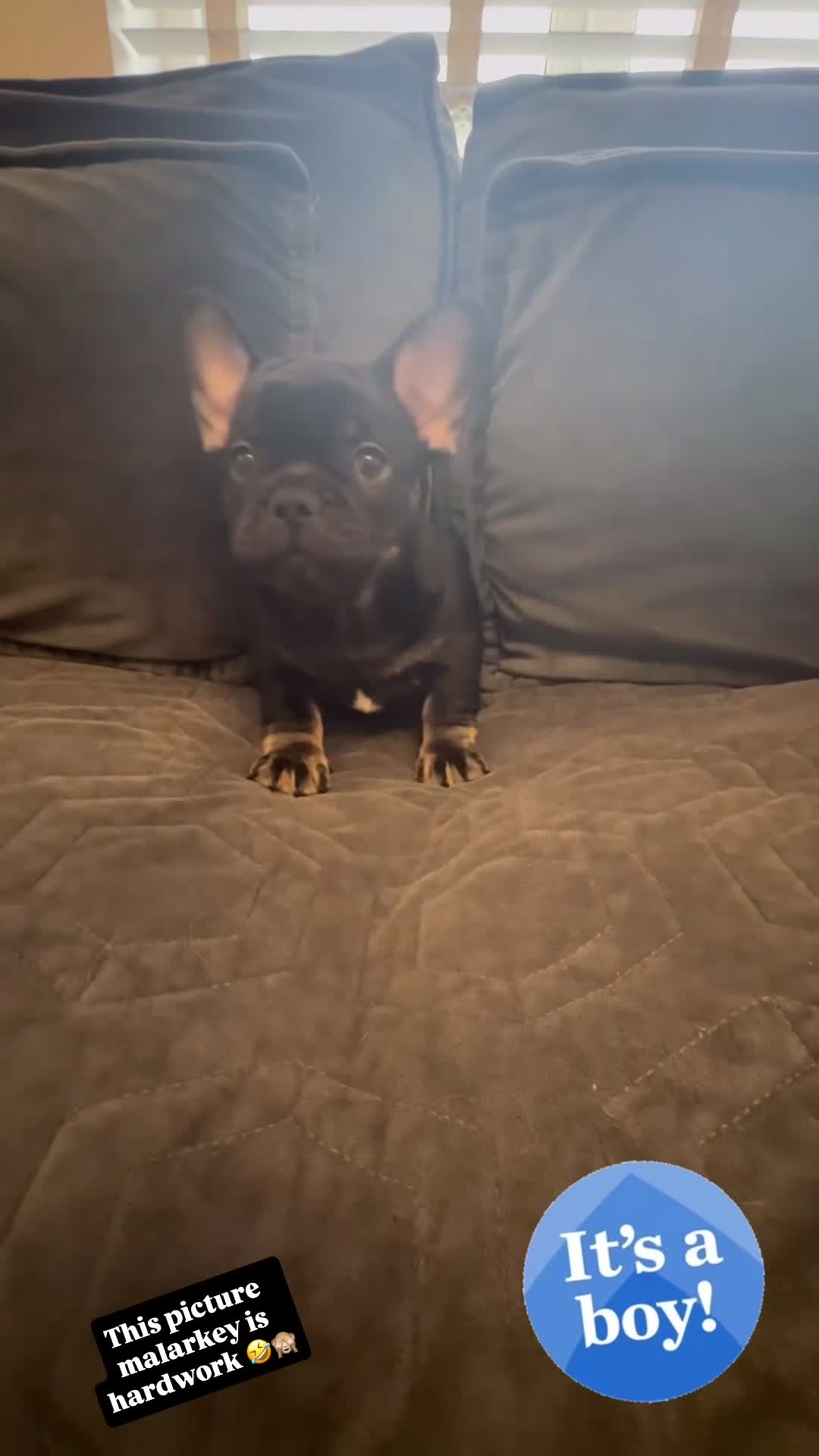 French Bulldog dogs for sale:  **  French bulldog puppies in Hertford - Video 2