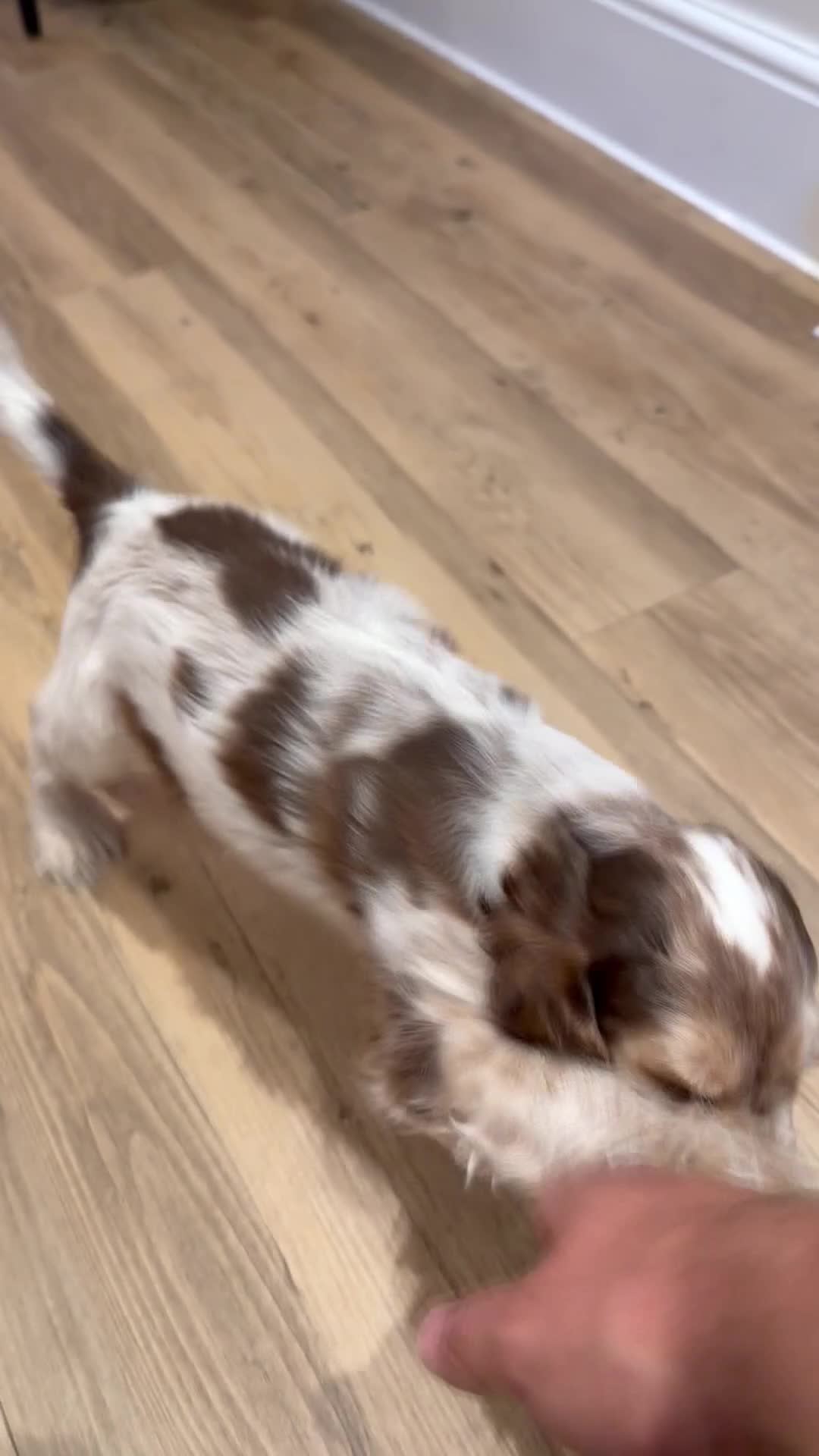Cocker Spaniel dogs for sale: Male KC Registered Show Cocker Spaniel Ready to go - Video 1