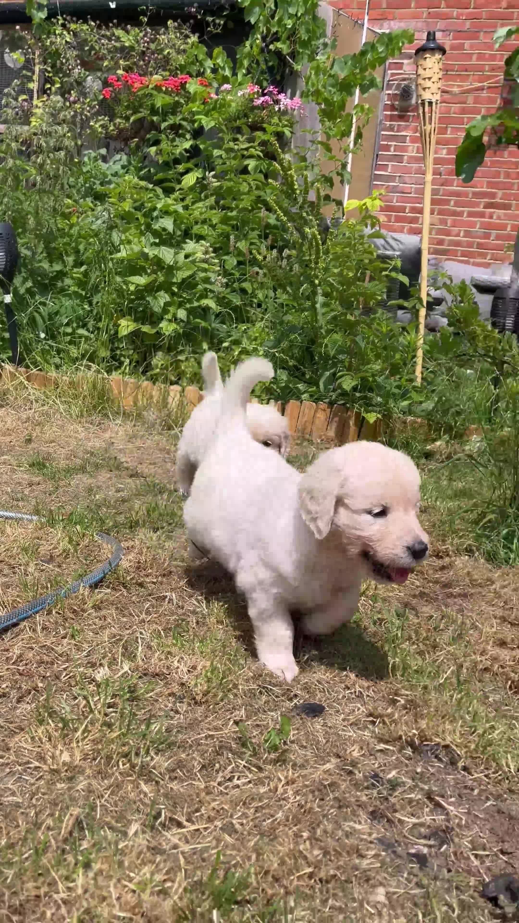 Golden Retriever dogs for sale: 5 generation KC registered pure white  - Video 1