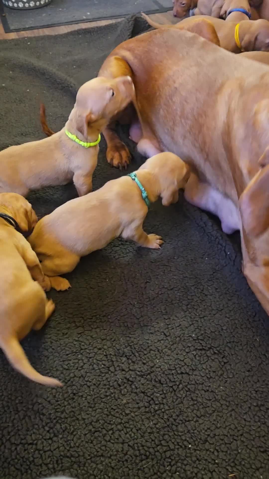 Hungarian Vizsla dogs for sale: Hungarian Vizsla Puppies  - Video 2
