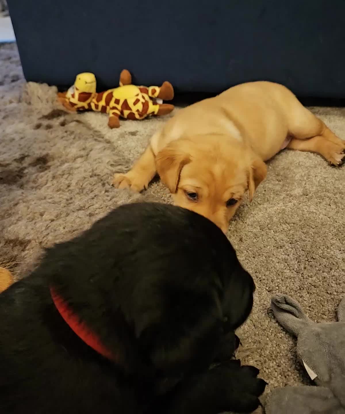 Labrador Retriever dogs for sale: 4 Labrador pups for sale - Video 1