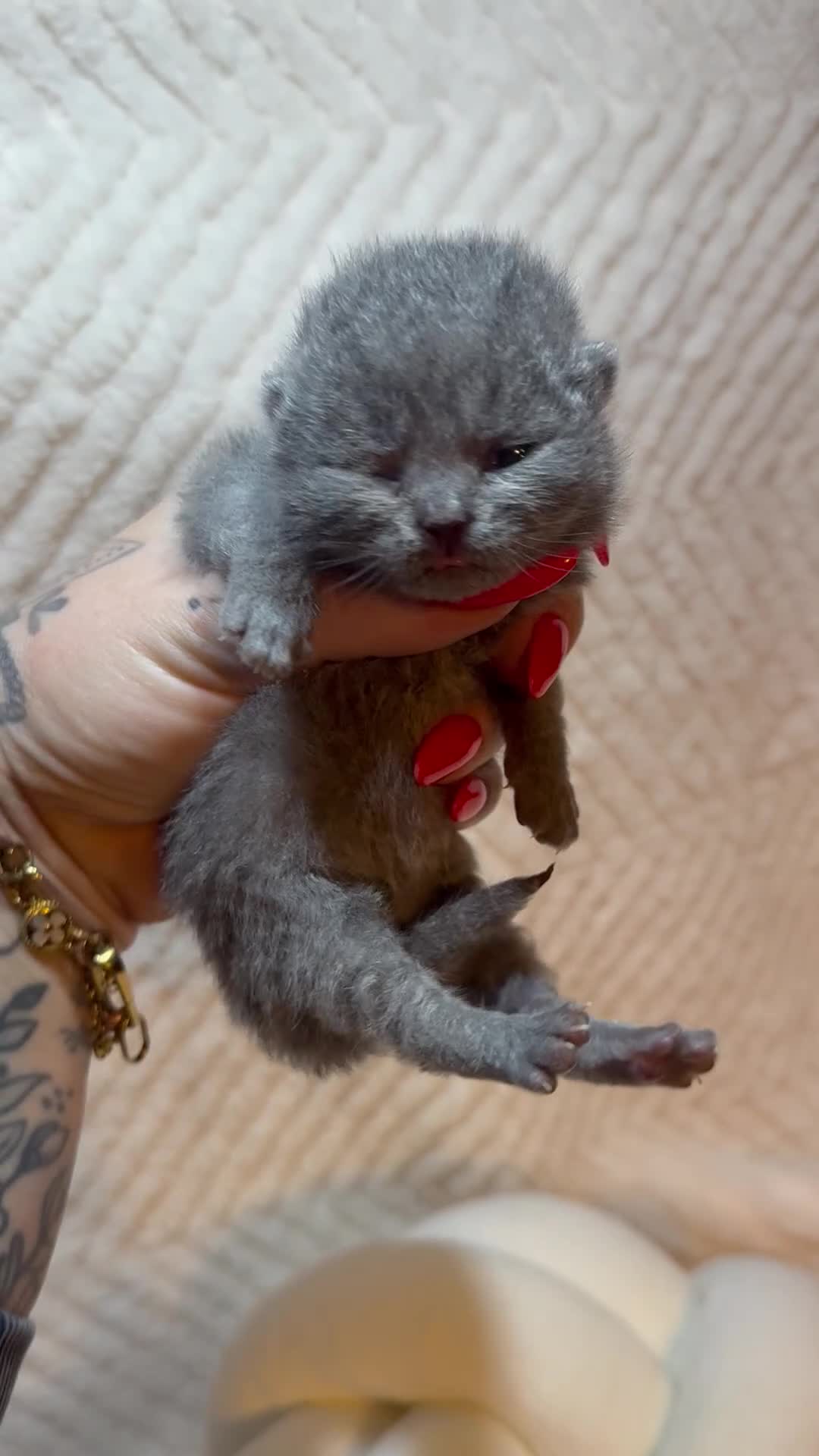 British Shorthair cats for sale: Pure British Shorthair Kittens😻🥇🏆Champion Line - Video 1