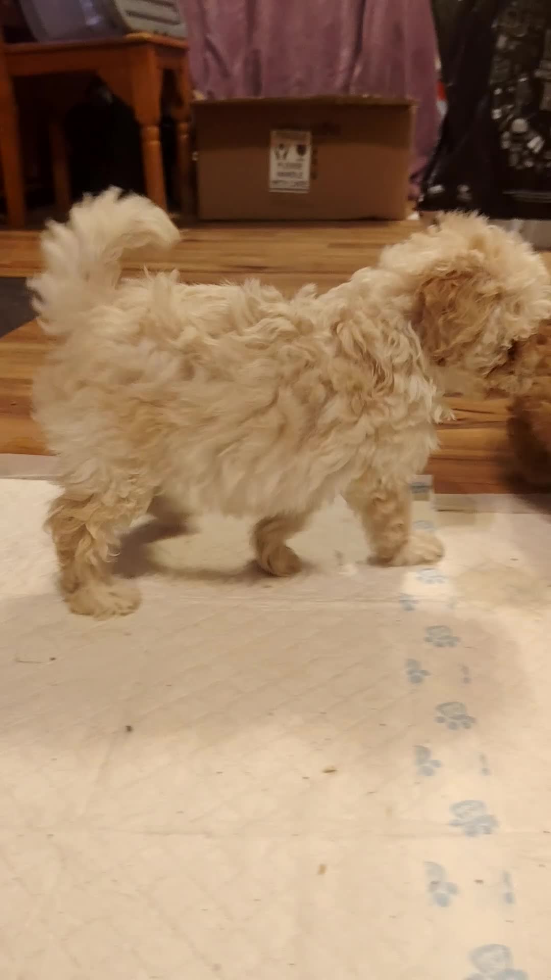 Shihpoo dogs for sale: 2 shihpoo girls looking for there forever homes - Video 1