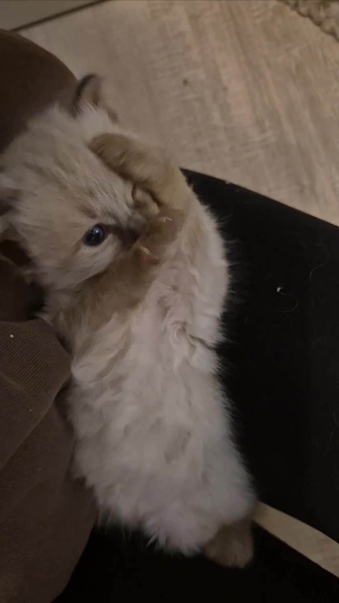 Mixed Breed cats for sale: Ragdoll × Siberian Neva Masquerade Kittens - Video 1