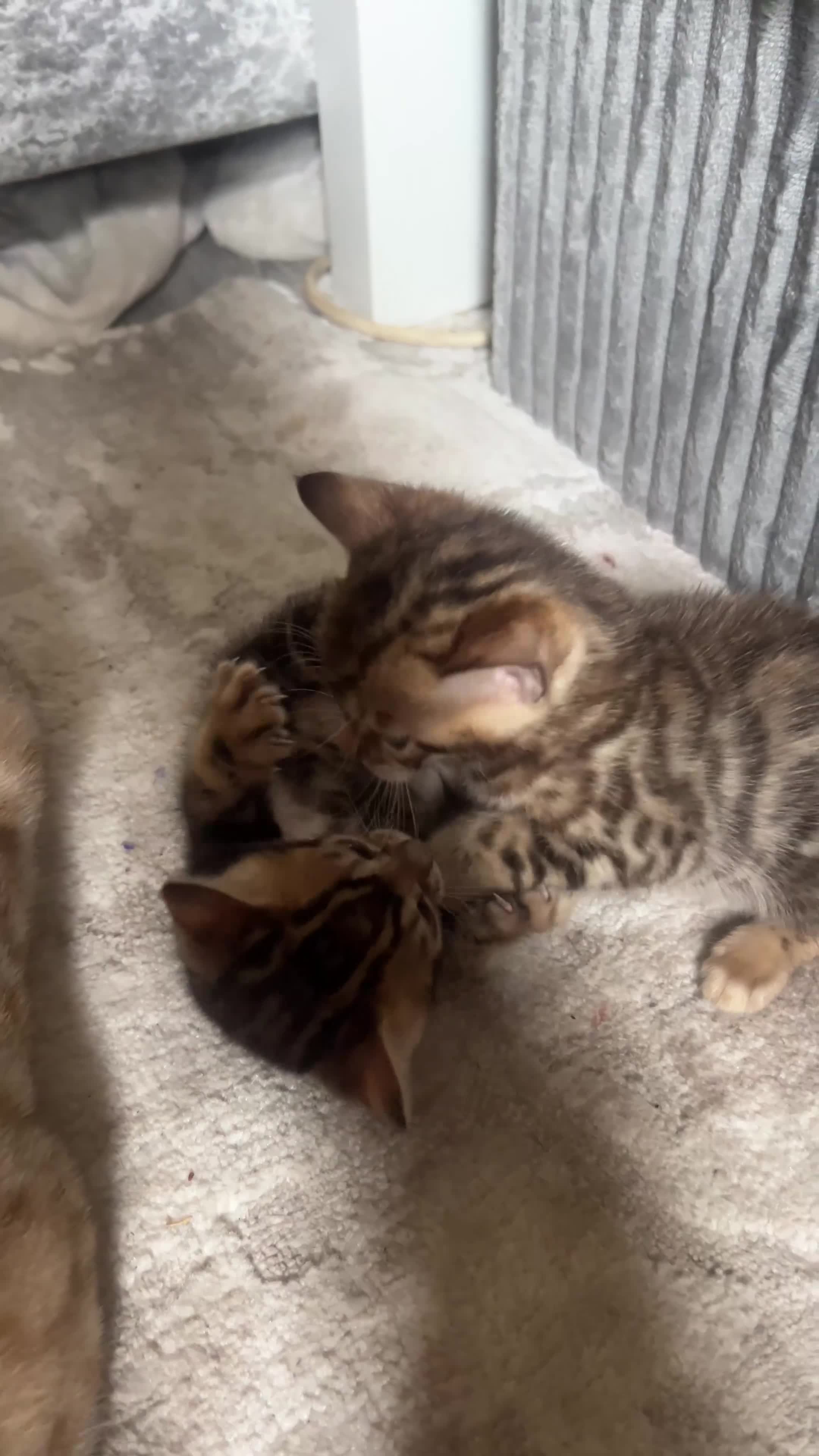 Bengal cats for sale: 🐾 Beautiful Bengal Kittens 🐾 - Video 1