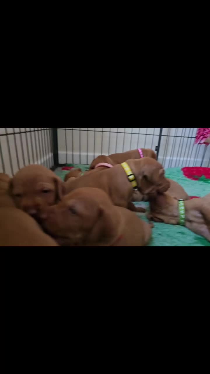 Hungarian Vizsla dogs for sale: KC reg Hungarian Vizsla pups.Health tested parents - Video 2