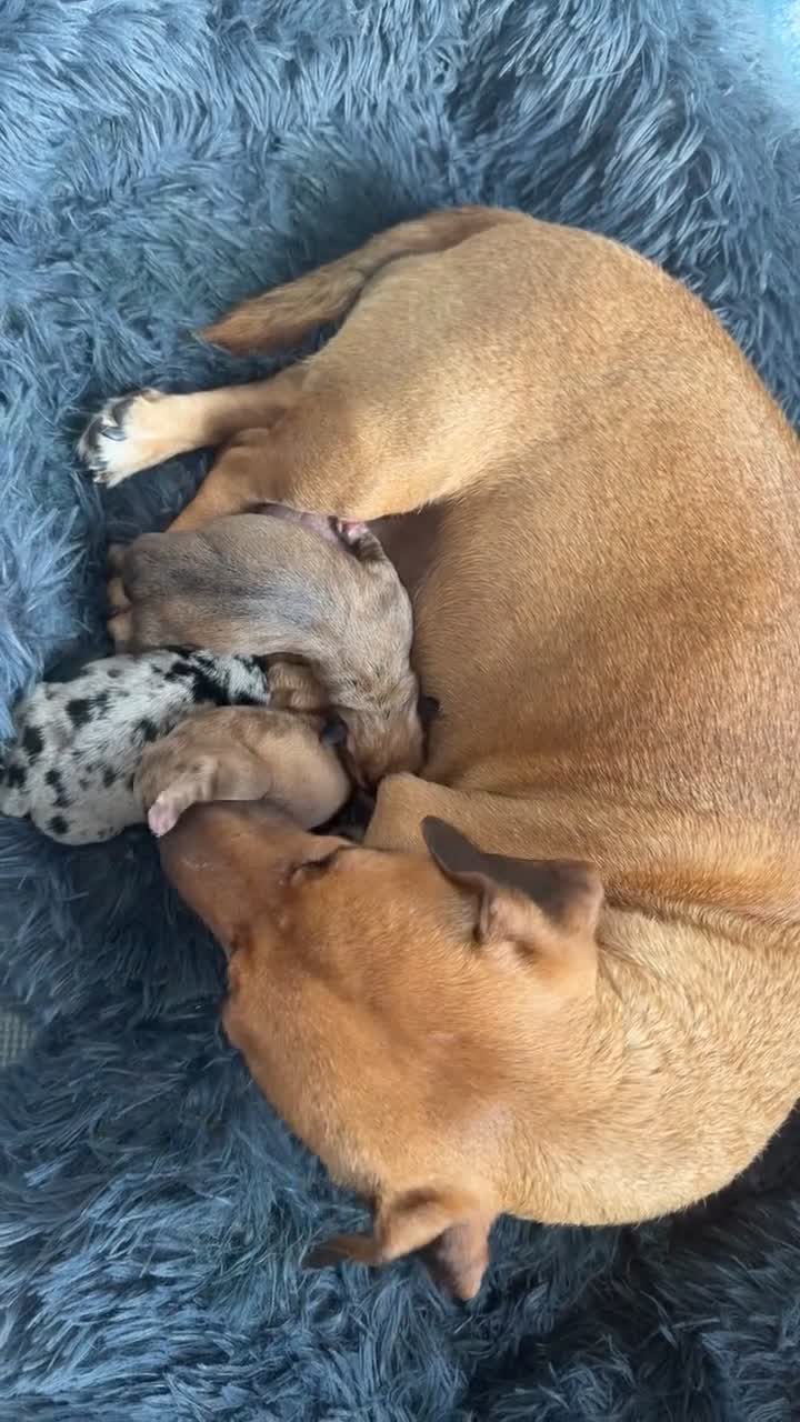 Jack Russell dogs for sale: Rare miniature jack Russell puppies  in Oldham - Video 1