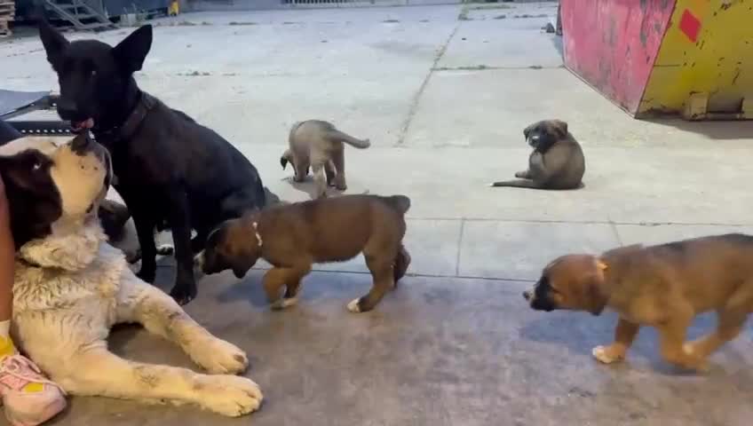 Mixed Breed dogs for sale: Beautiful Saint Bernard x Belgian Malinois Puppie - Video 2