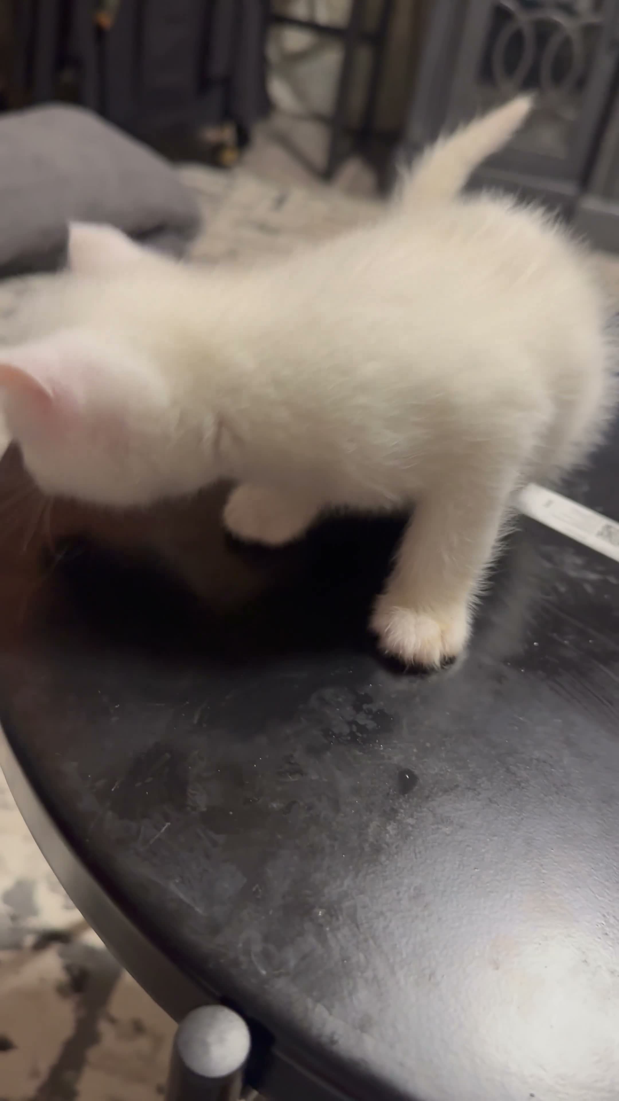 Mixed Breed cats for sale: Kao Mani Mix - Video 1