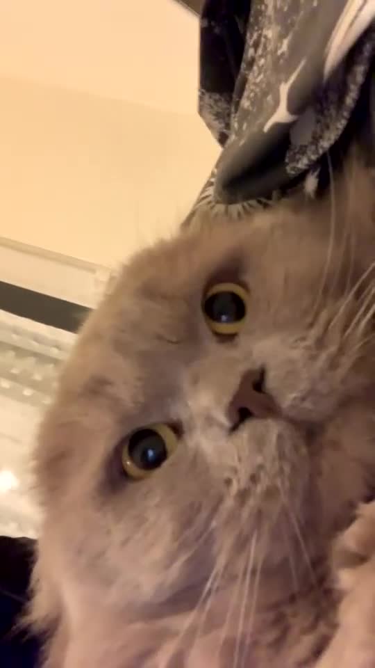 British Longhair cats for sale: British longhair Rio - Video 5