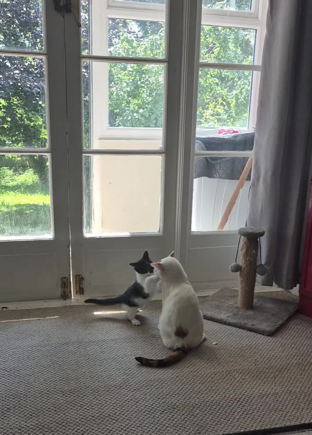 Mixed Breed cats for sale: Beautiful kittens looking for loving families - Video 2