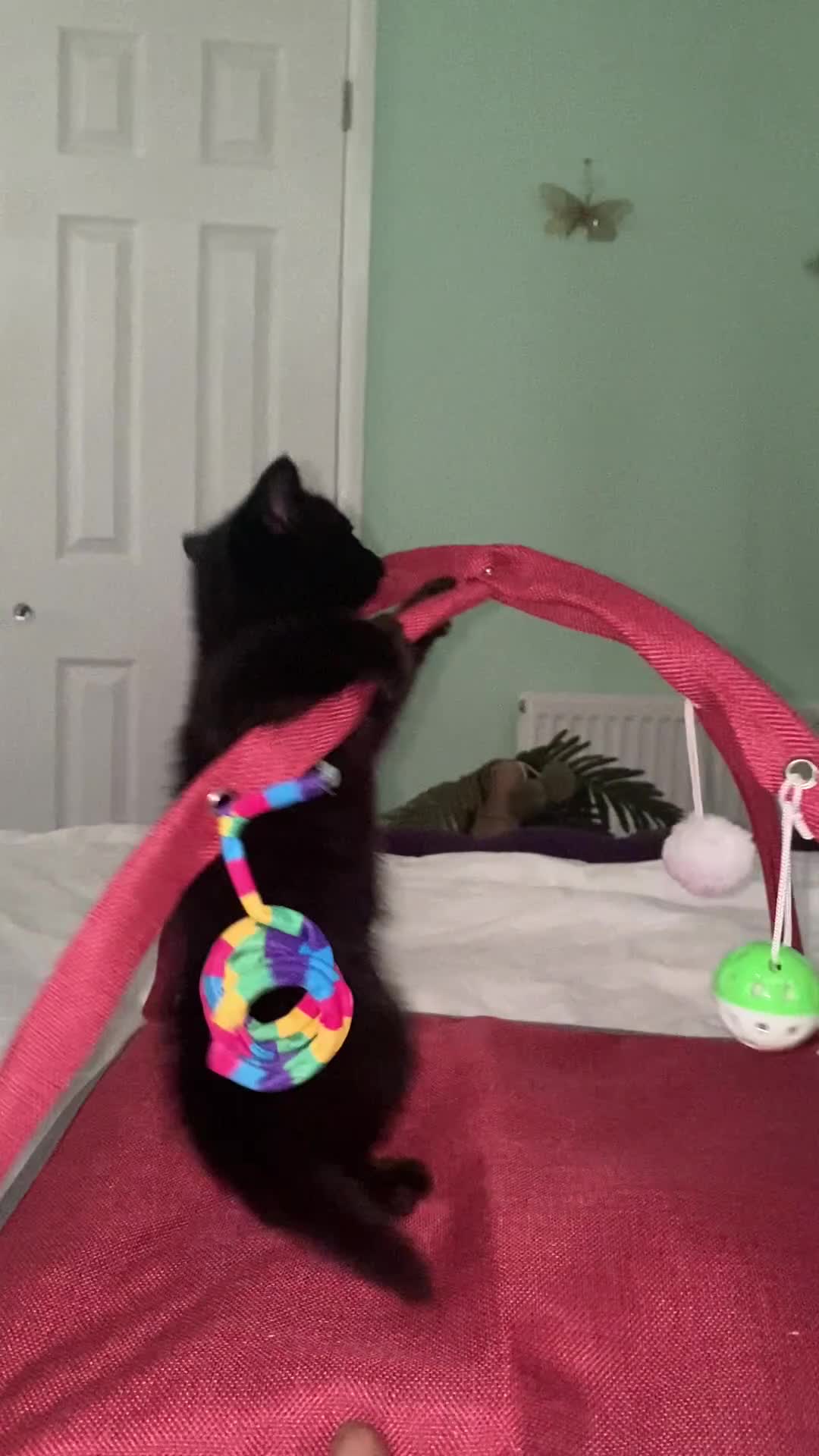 British Shorthair cats for sale: Stunning Unique Pedigree Black British Shorthair  - Video 1