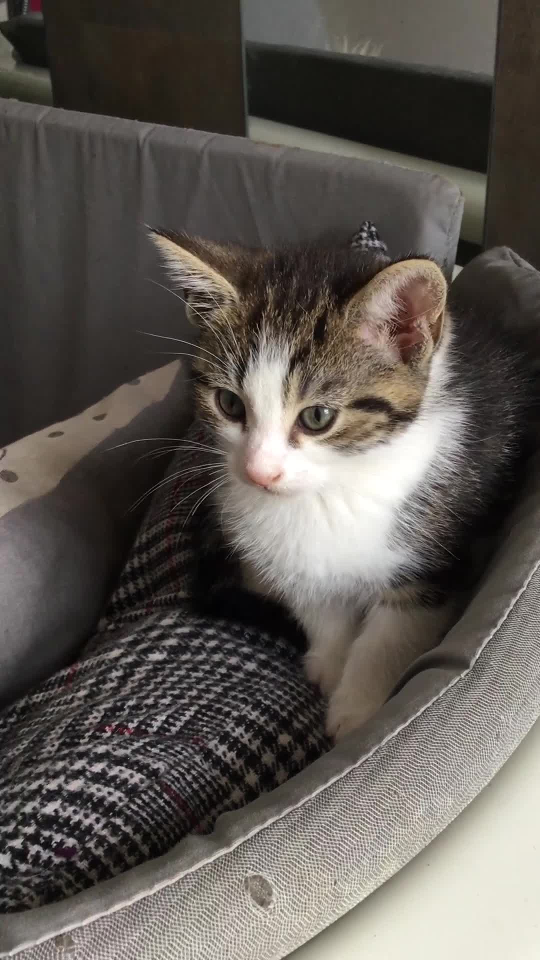 British Shorthair cats for sale: Little Tabby Kitten  - Video 1