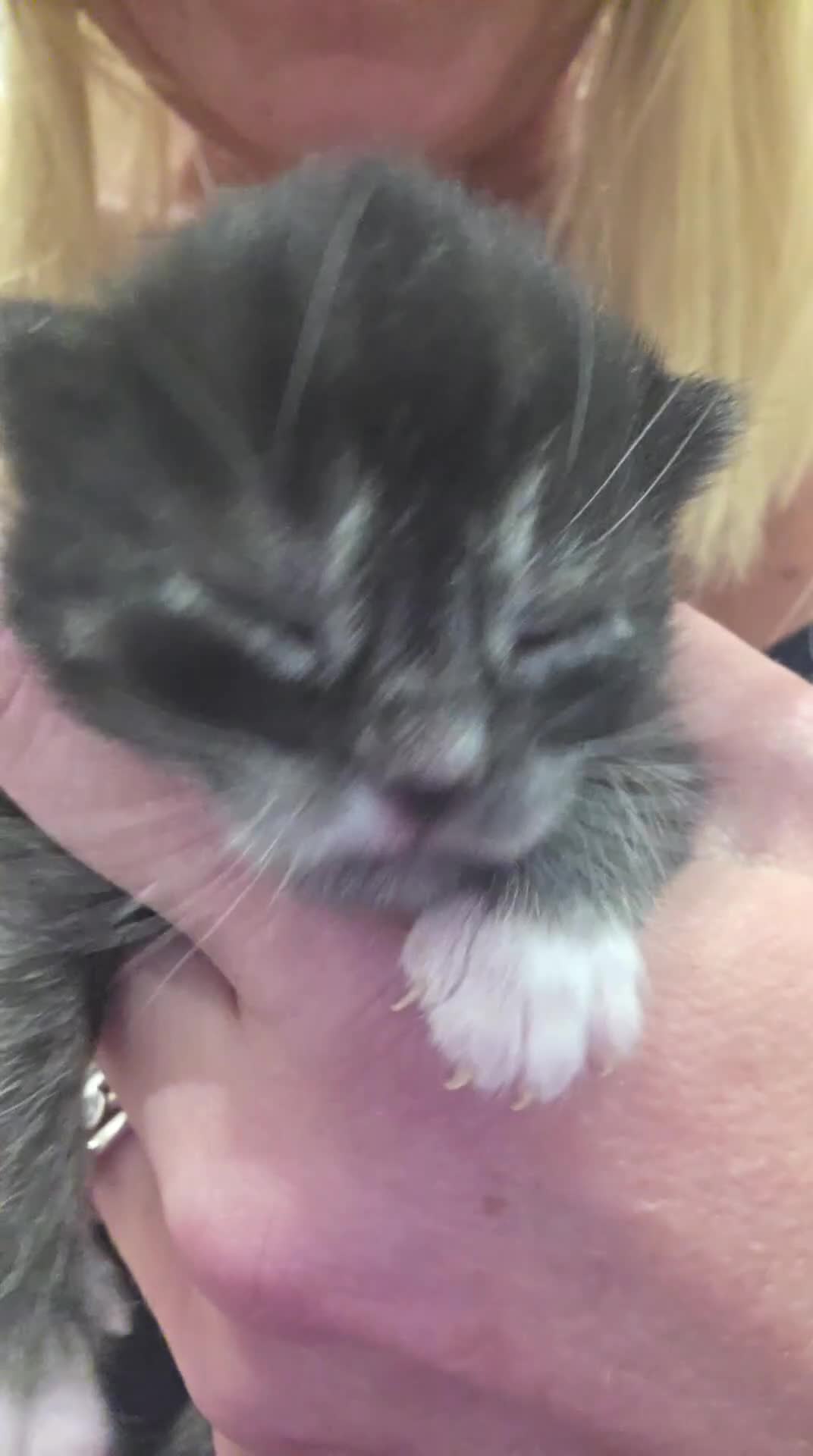 Mixed Breed cats for sale: Gorgeous Long Haired Kittens  in St Albans - Video 3