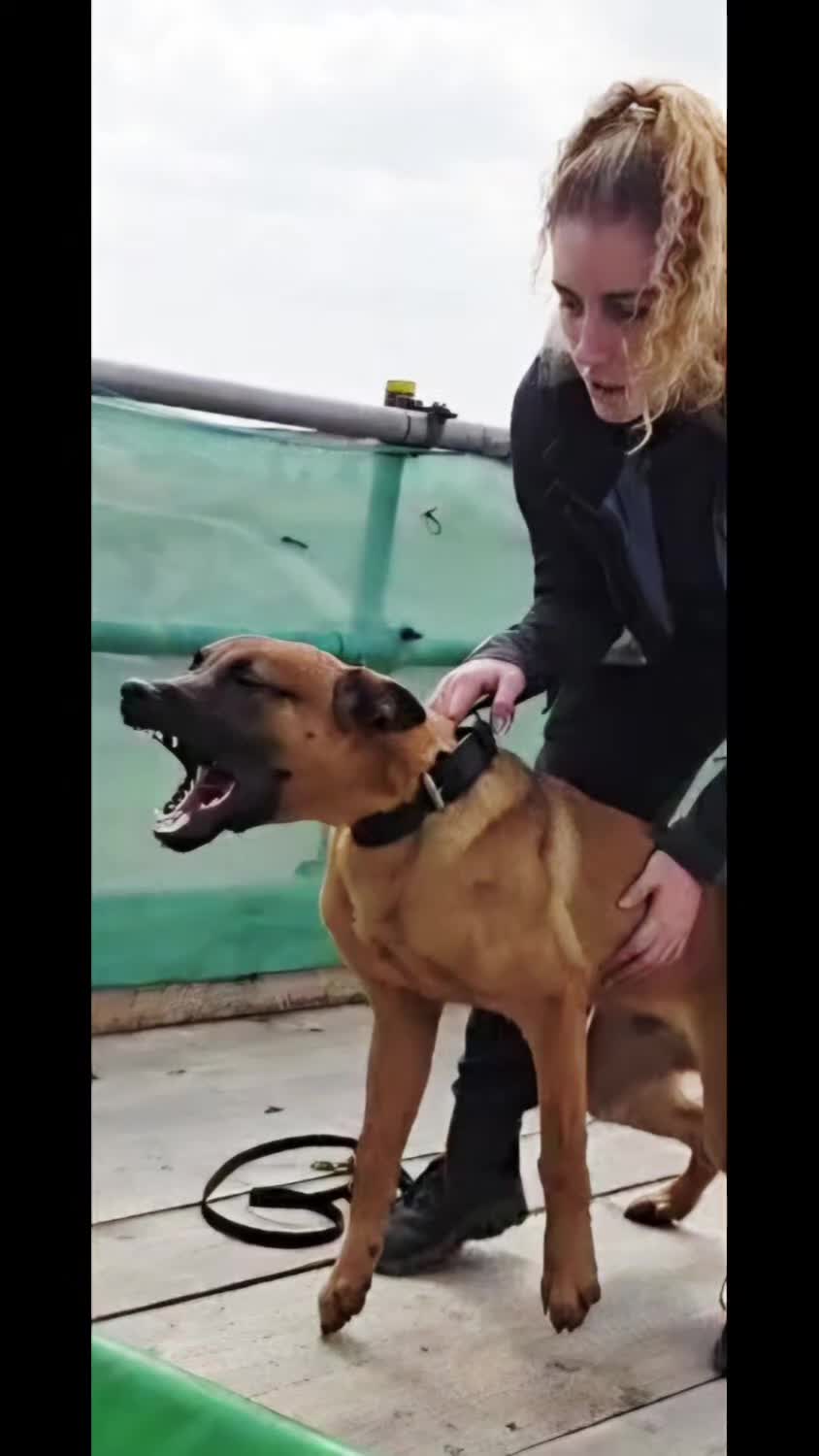 Mixed Breed dogs for sale: Bull herders  - Video 2