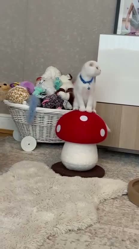 Scottish Fold cats for sale: TICA Registered Scottish Fold Kittens - Video 1
