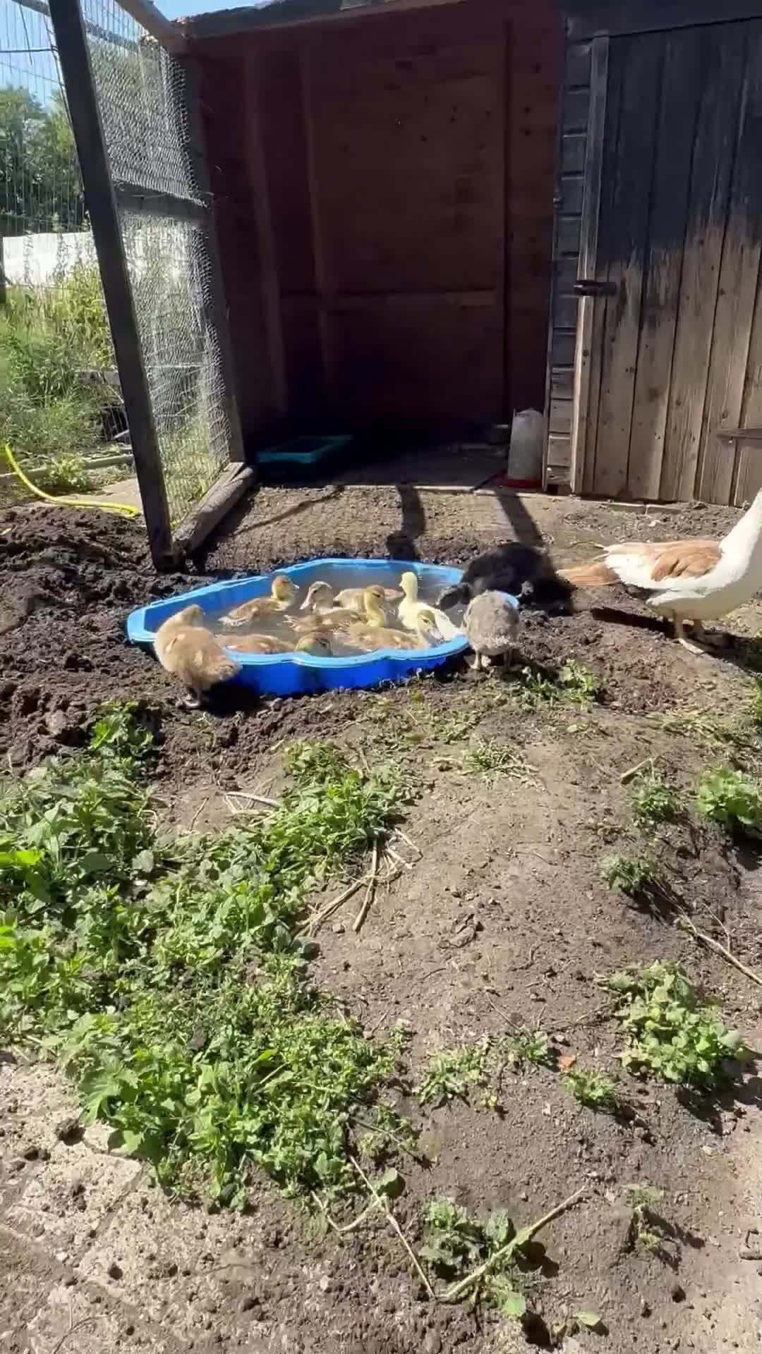 Ducks poultry for sale: Gorgeous and Muscovy ducklings - Video 4