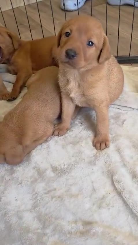 Labrador Retriever dogs for sale:  Ready to leave this week!!! Fox Red Labrador. - Video 3