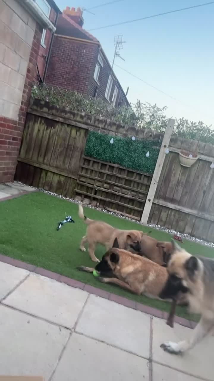 Mixed Breed dogs for sale: Malinois x GSD Puppies ONLY 2 Males Ready To Leave - Video 2